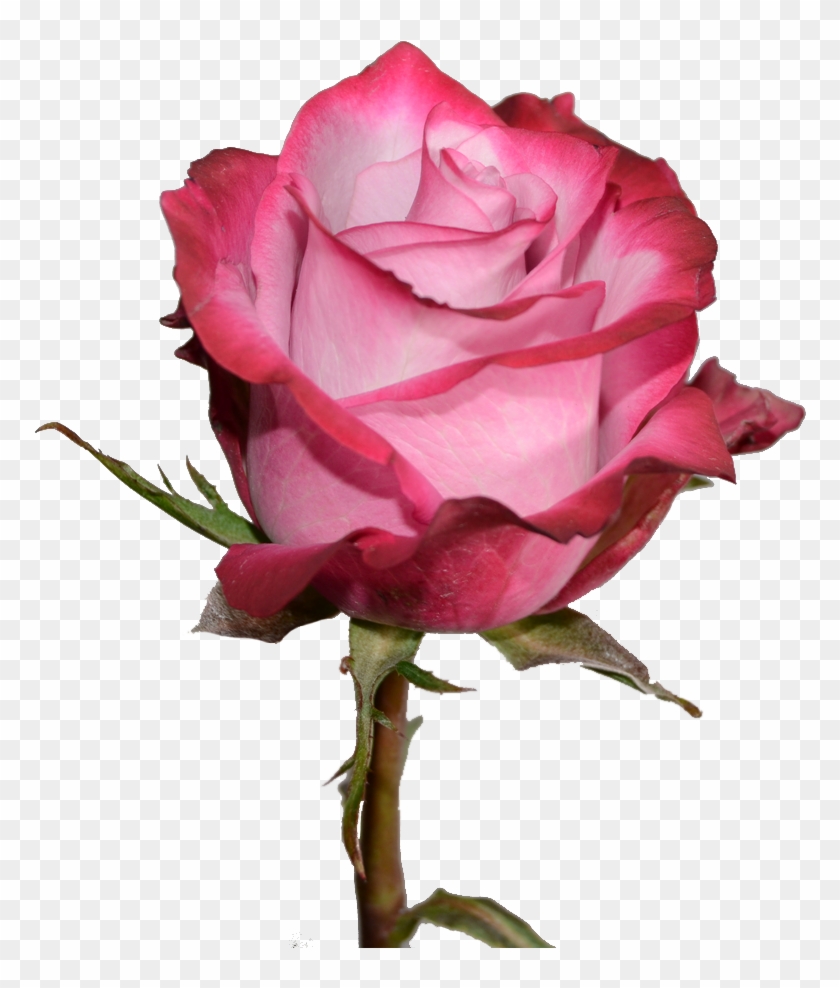 Rose Png Pink And Purple #405347