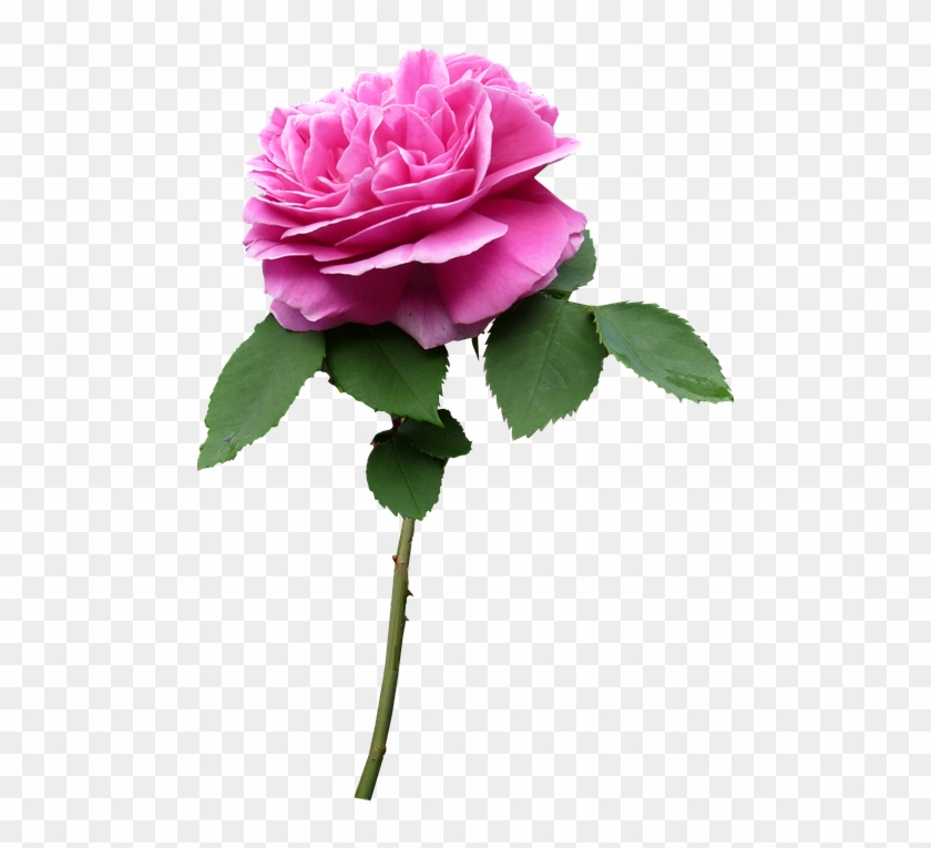 Pink Rose 11, Buy Clip Art - Flower Stem Png #405369