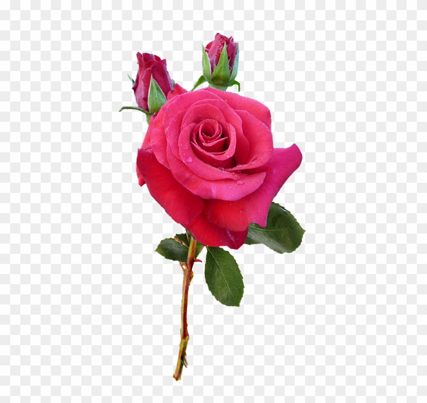 Rose Images 21, Buy Clip Art - Blessed Monday #405373