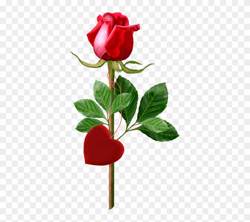 Single Rose Clipart - Rose Good Morning #405382