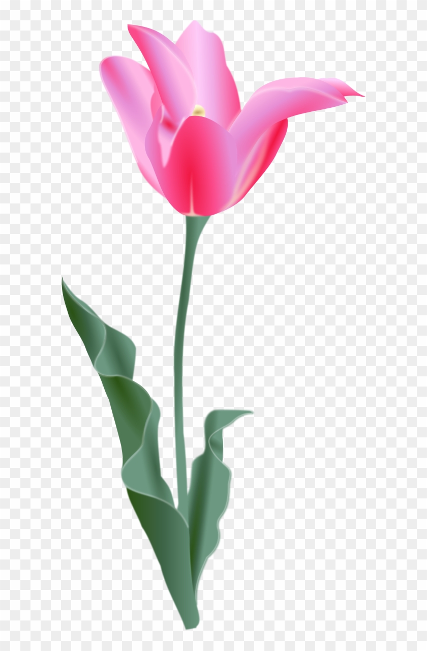 Tulips Flower Cartoon Pink Free Plant Magenta Public - Tulip Clip Art #405490