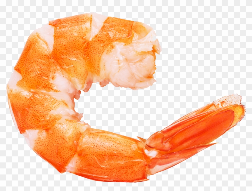 Caridea Prawn Shrimp Euclidean Vector - Shrimp Png #405514