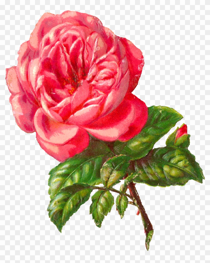 Vintage Flower Clipart Pink Rose - Rose #405655