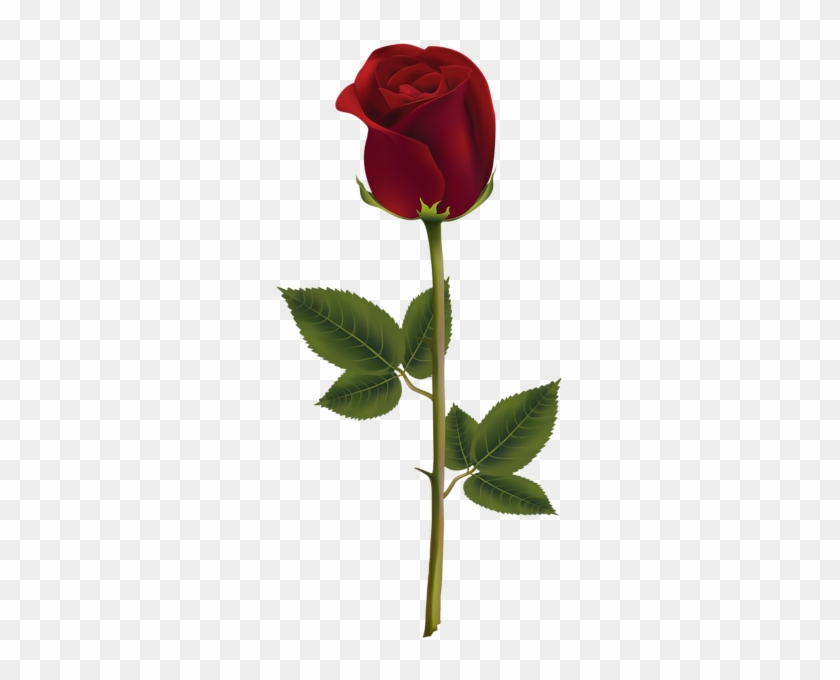 Red Rose Dark Transparent Png Image - Transparent Rose #405656