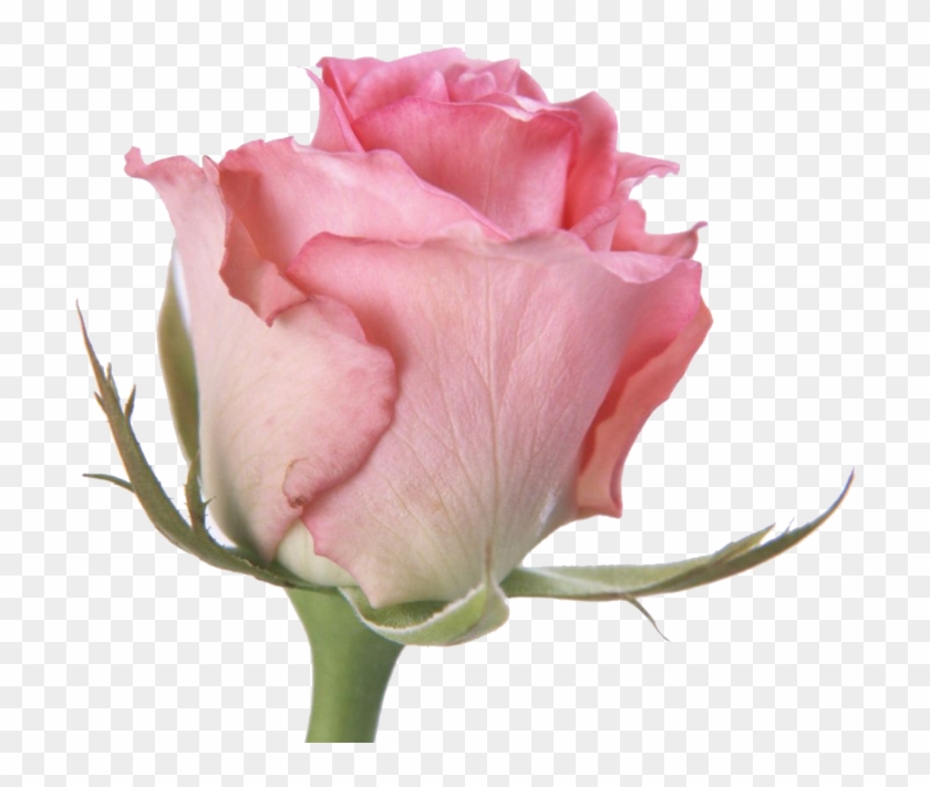 Rose I By Dolis333 - Pink Rose Nice Maldivian National Flower #405757