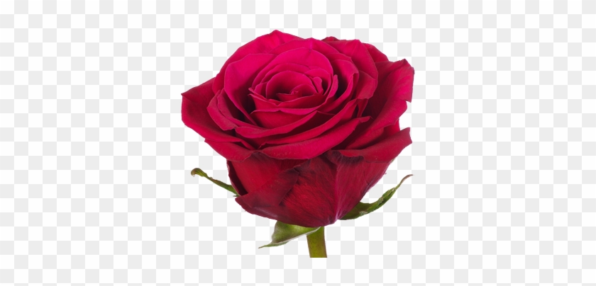 Bella Rose - Rosa Rossa Red Naomi #405772
