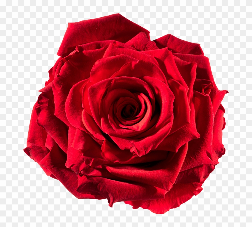 Preserved Rose Red-passion - Roses Pictures To Cut Out #406000