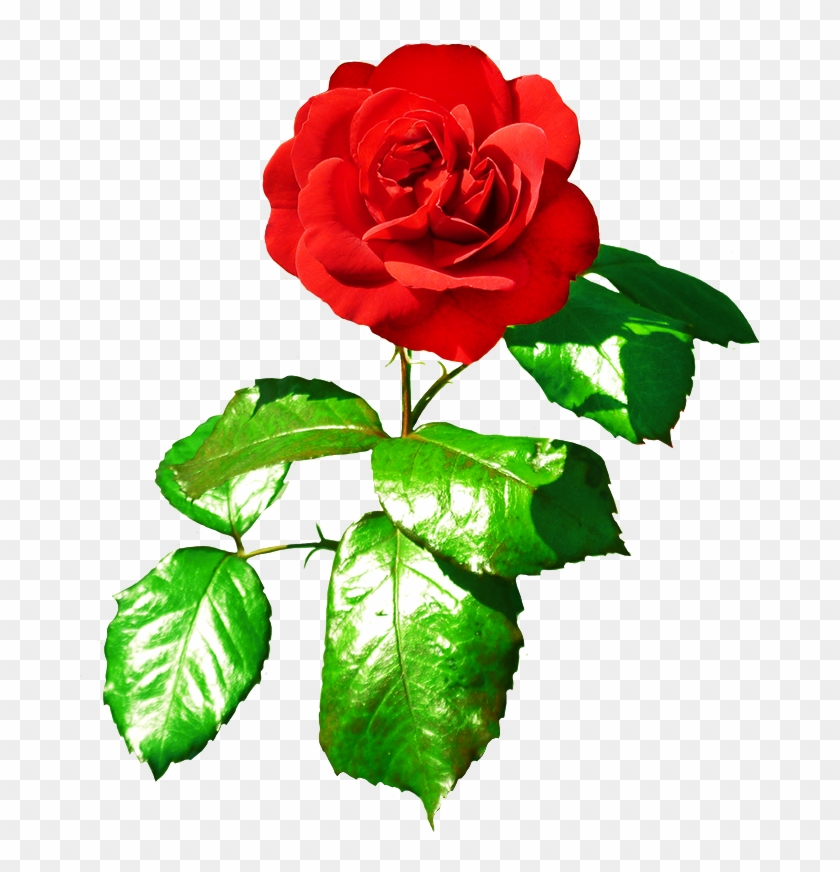 Red Rose Clipart Rose Leaf - Rose Photo With Leaves #406083