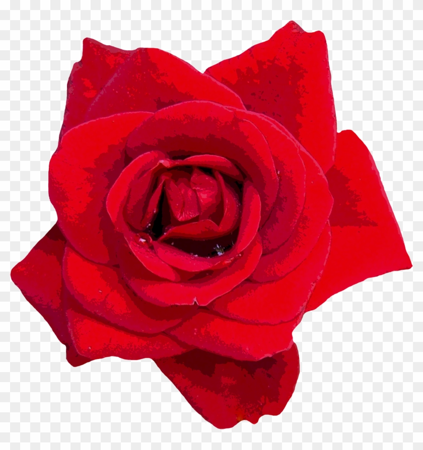 Roses Red Flowers Red Rose Png Image - Roses Red Flowers Red Rose Png Image #406108