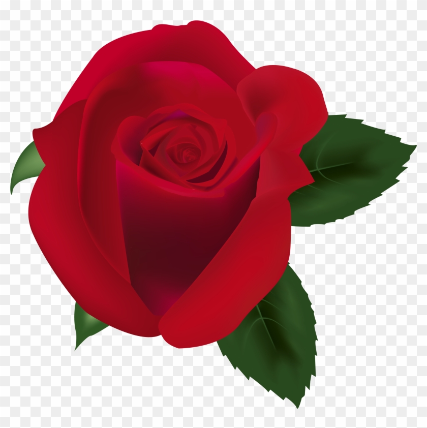 Red Rose Png Clipart Image - Garden Roses #406120