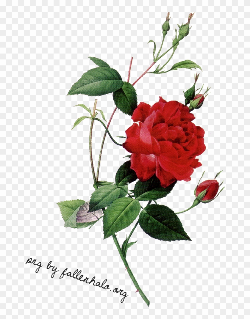 Rose Png By Fallennhalo On Clipart Library - Rose Png #406115