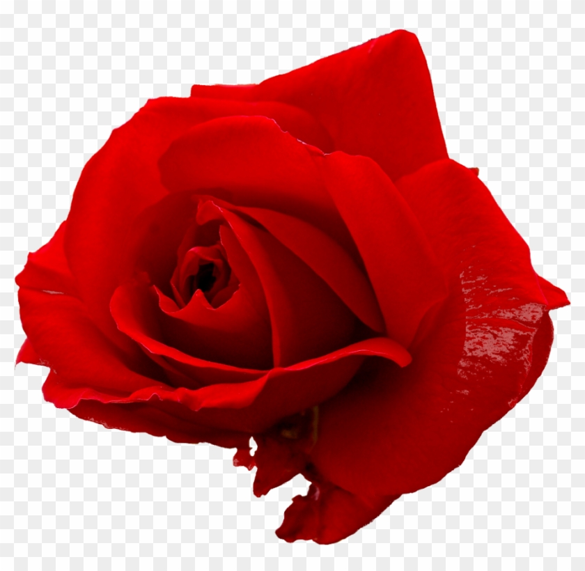 Rose Essential Oil - Red Rose Png File #406142