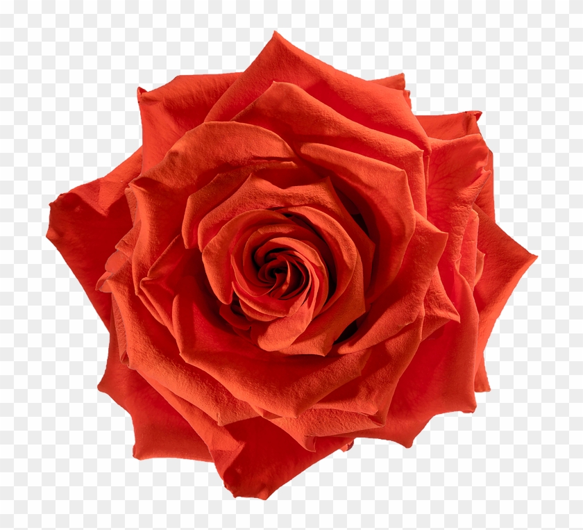 Preserved Rose Orange Fire - Floribunda #406145