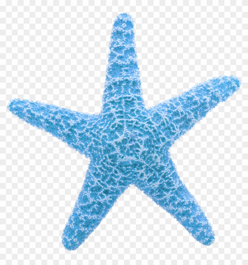 Starfish Clip Art - Gif De Estrellas De Mar #406149