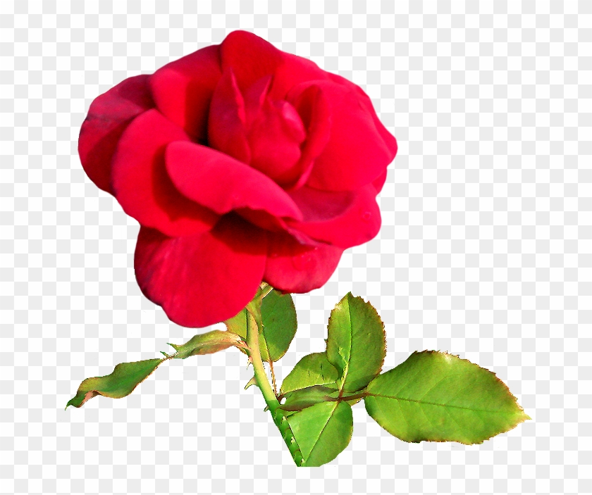 Rose Clipart Rosebud Pink, Velvet Rose Clipart - Free Valentine Clip Art #406162