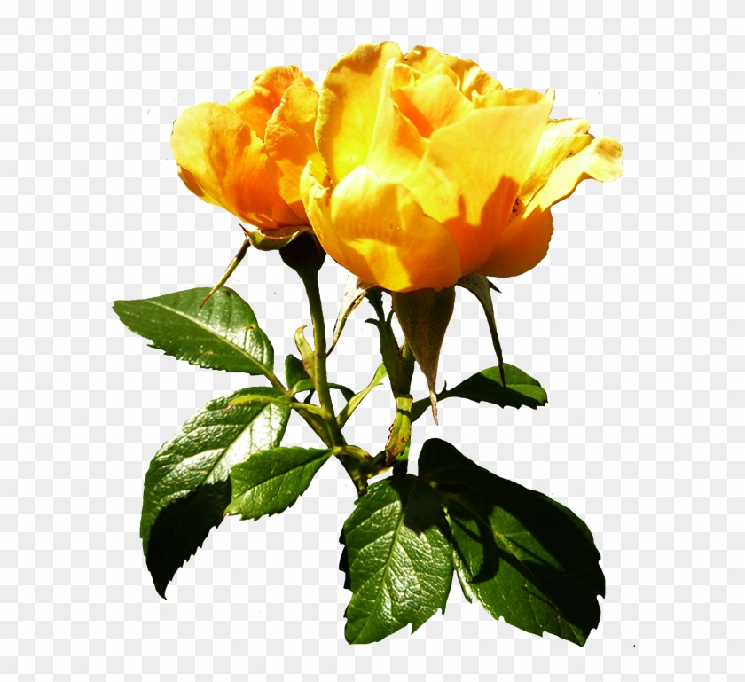 White Rose Clipart Withe - Rose #406219