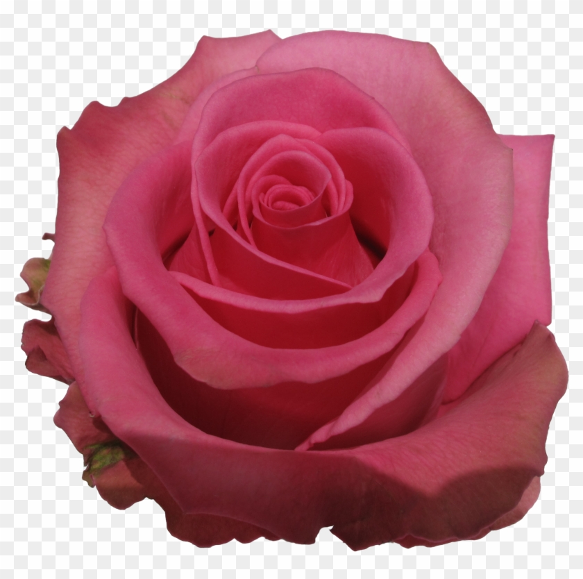 Rose Cotton Candy - Floribunda #406227