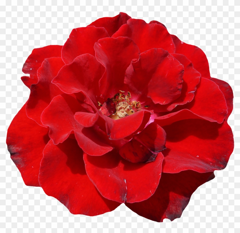 Rose, Red, Blossom, Bloom, Flower, Garden, Beautiful - Schöne Rote Rose, Elegante, Wedding Einladung #406246