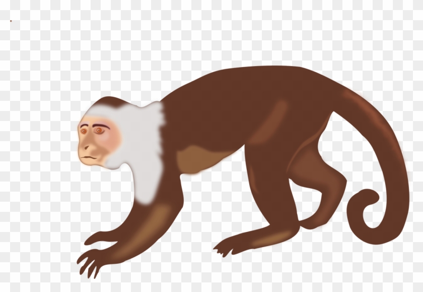 Capuchin Monkey White-headed Capuchin Brown Spider - White Headed Capuchin Monkey Drawing #406265