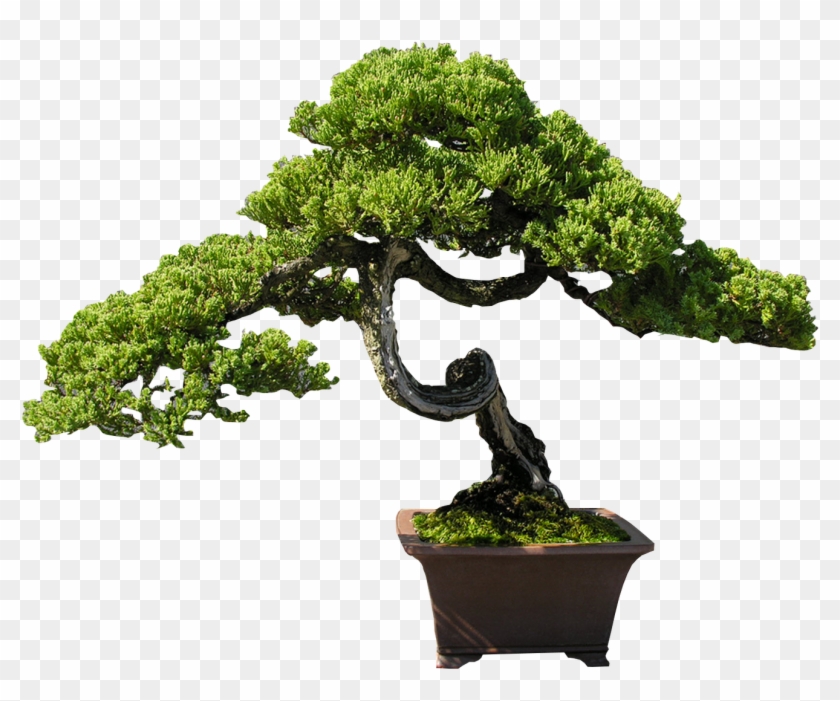 Indoor Bonsai Tree Clip Art - Indoor Bonsai Tree Clip Art #406389