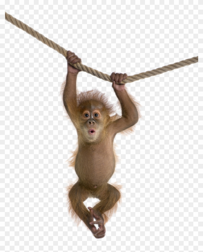 Monkey Baby Png File - Animal And White Background #406290