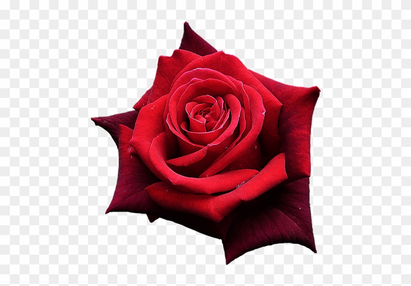 Red Rose, Flowers, One Rose, Beautiful Flower - One Rose Png #406303
