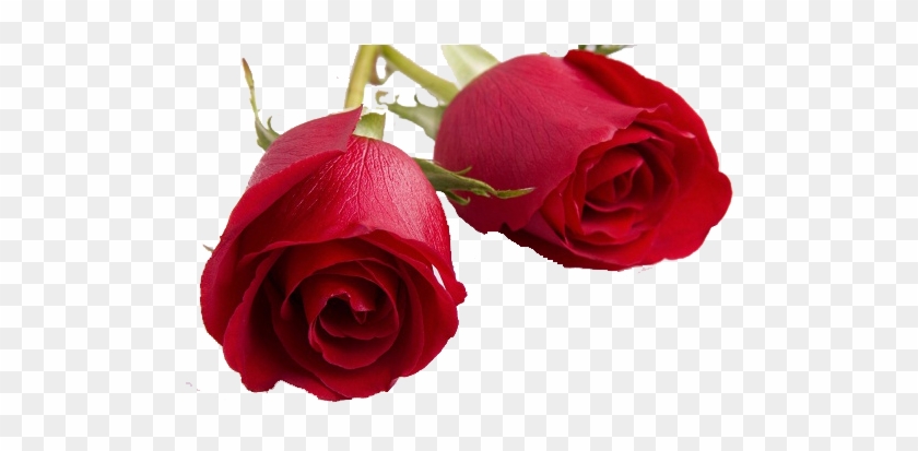 Valentines Day Roses Png Transparent Image - Happy Rose Day My Love #406314