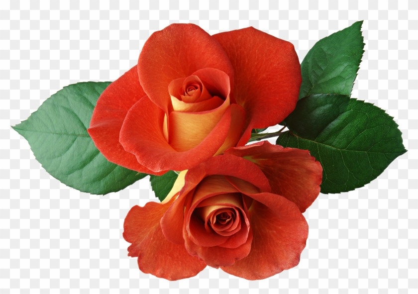 Two Roses Clipart - Two Roses Clipart #406318