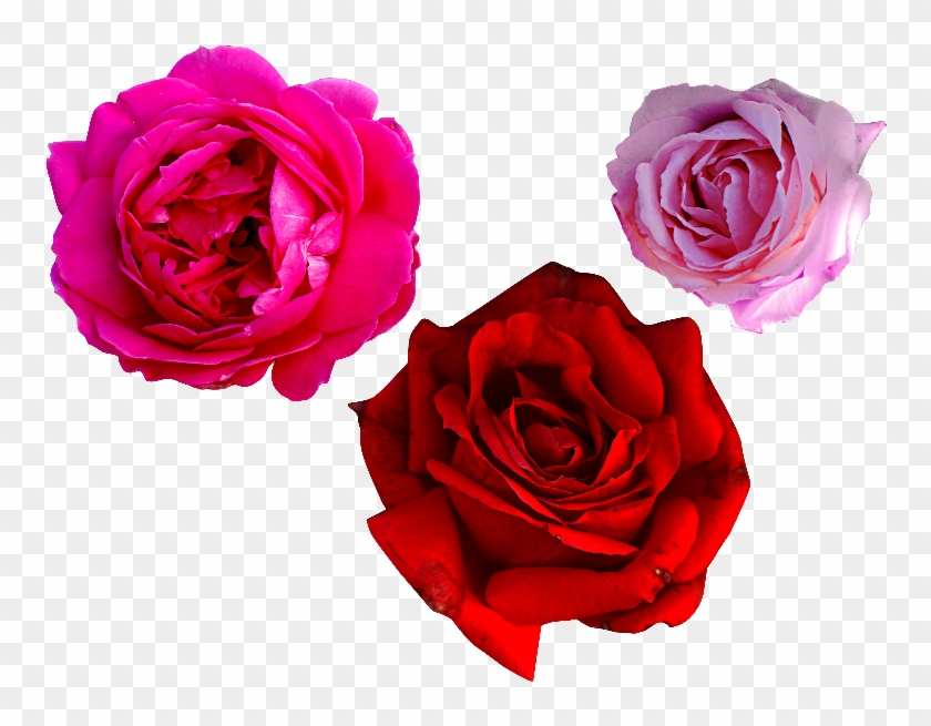 Pink Rose Png Free - Rose Flower Png Real #406339