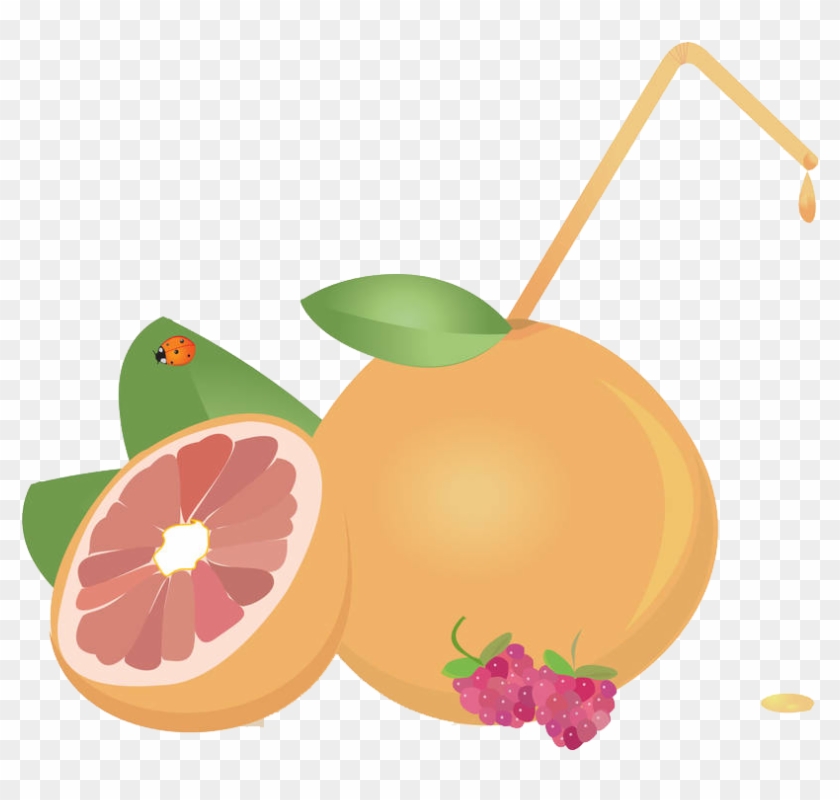 Juice Grapefruit Euclidean Vector - Juice Grapefruit Euclidean Vector #406386