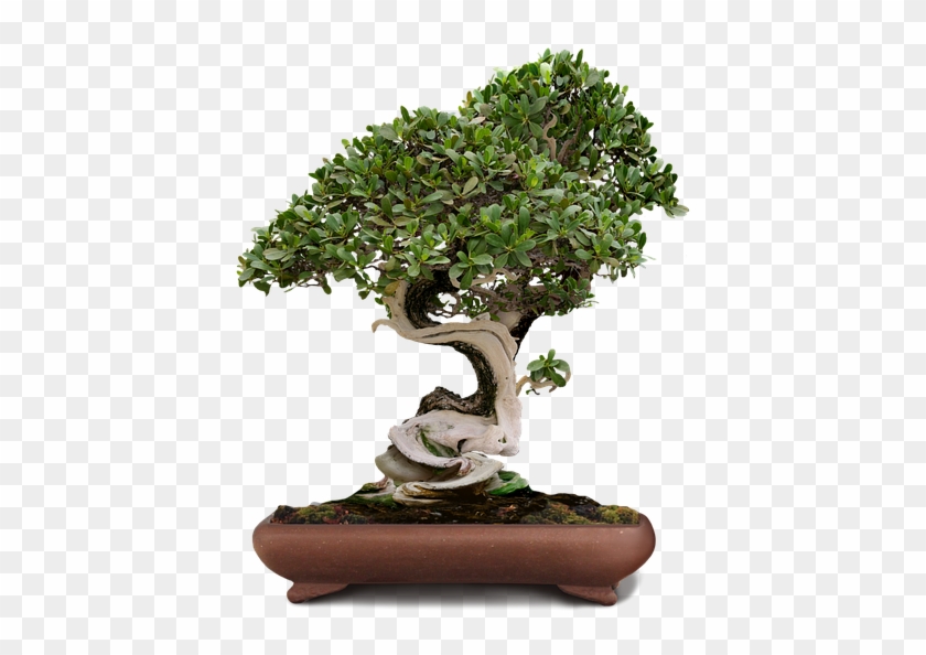 Bonsai Tree Clipart - Bonsai Png #406392