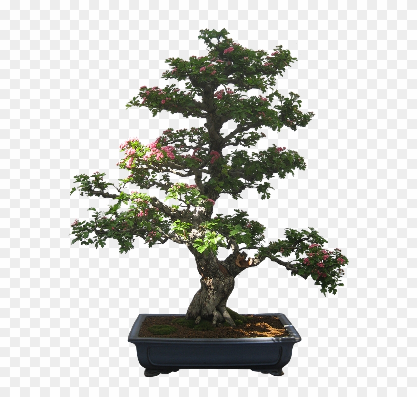 Bonsai Cliparts 9, Buy Clip Art - Bonsai Tree Bonsai Silhouette #406403