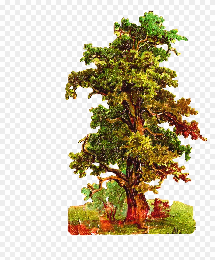 This Is A Very Detailed Oak Tree Graphic That I Created - Vintage Oak Tree Png #406410