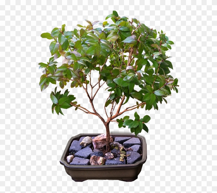 Bonsai Tree Clipart 12, - Golden Gate Ficus #406429