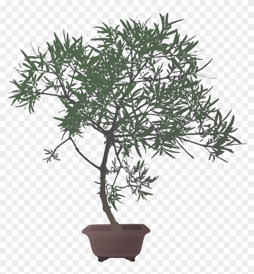 Bonsai Tree Vector - Delicate #406453