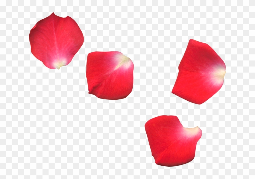 Flower Red Rose Flowers Roses Petals Leaf Roseleaf - Petalas De Rosas Em Fundo Transparente #406475