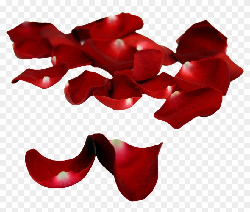 Rose Patals On Floor - Rose Petal #406486