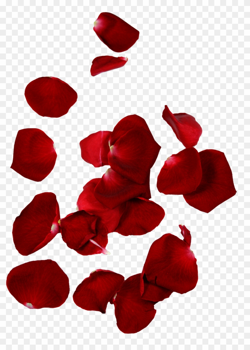 Rose Petal Flower Leaf - Rose Petal Flower Leaf #406562