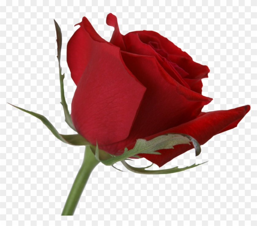 Red Rose Gifs White Background #406526