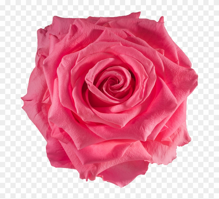 Preserved Rose Baby Pink - Rose #406534
