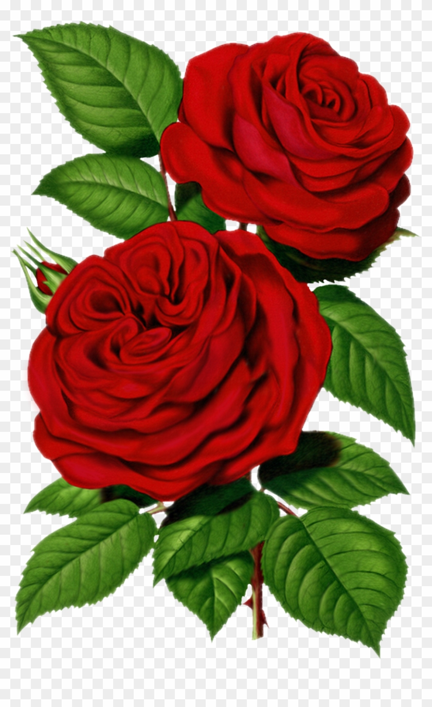 Victorian Red Rose Graphic - Rose Prints #406541