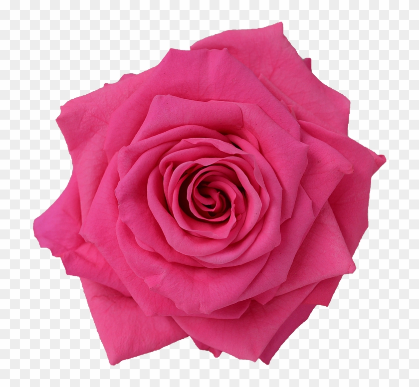 Preserved Rose Red Pink Medium - Rose #406542