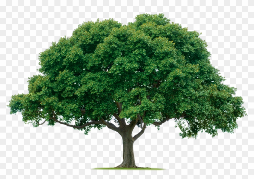 Tree Png - 1000 Pics - Oak Tree Png #406548