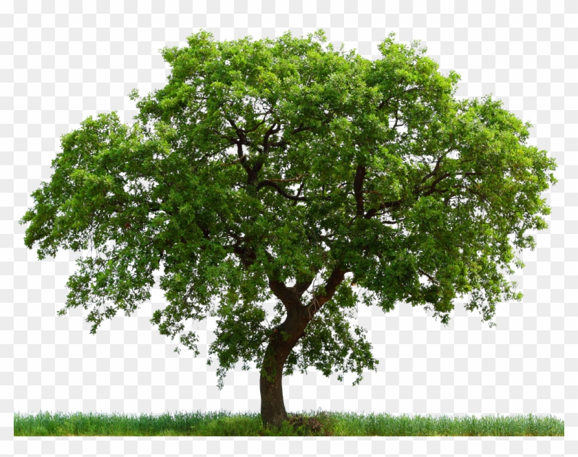 Tree Clipart Downloads - Java Oak #406575