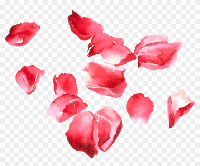 Rose #406582