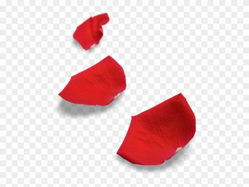 Red Rose Petals - Petal #406599