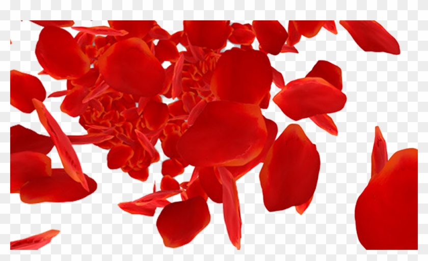 Beach Rose Petal Red Download - Beach Rose Petal Red Download #406640