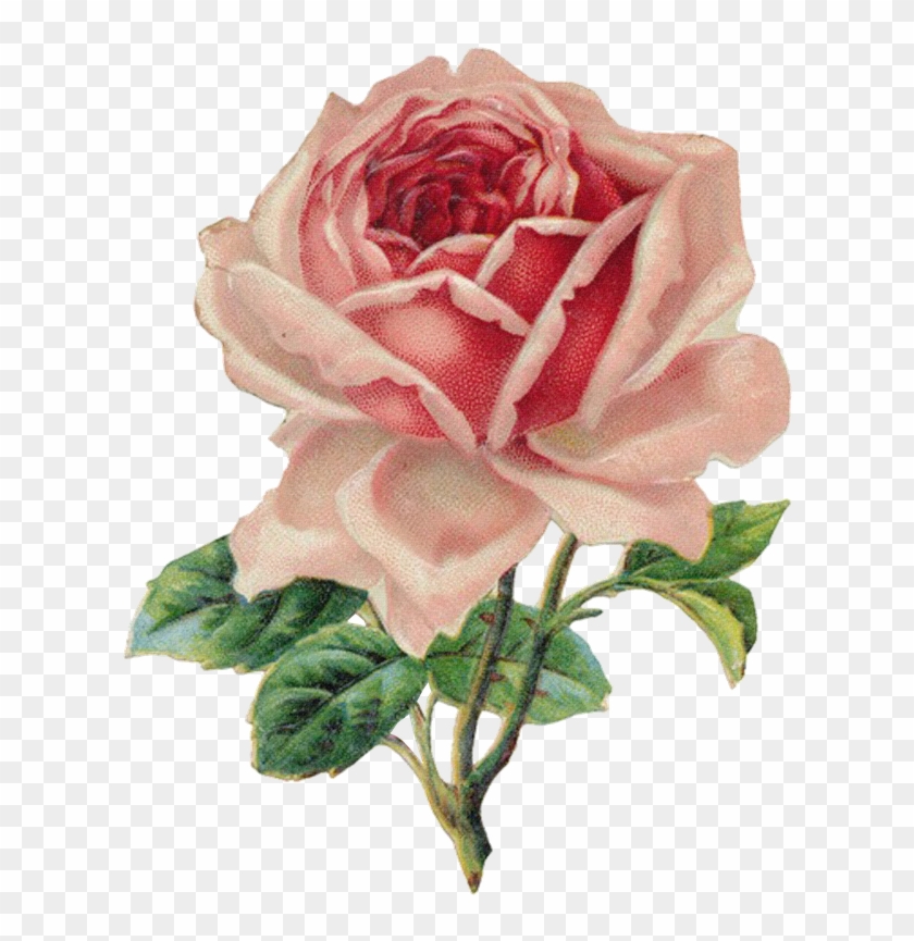 Victorian Rose Cliparts - Vintage Rose Clip Art #406607