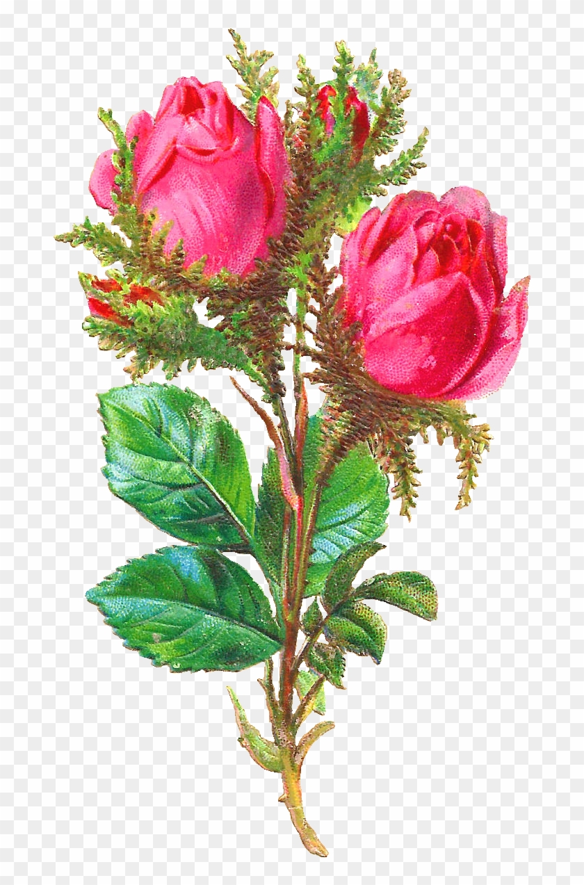 Pink Rose Clipart Shabby Chic - Garden Roses #406610