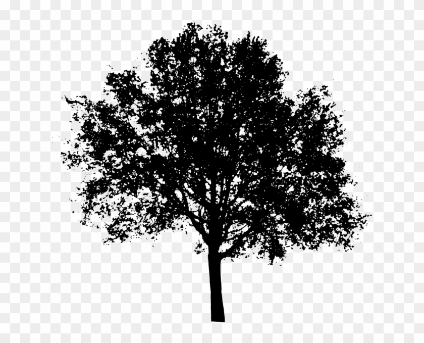 Transparent Tree Cliparts 3, Buy Clip Art - Tree Black And White Transparent #406621